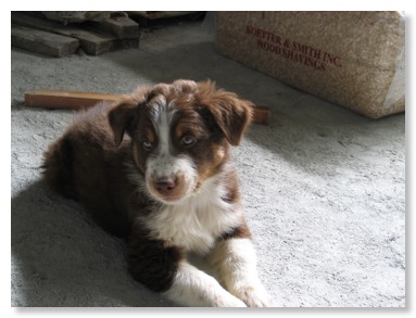 building pasture 013